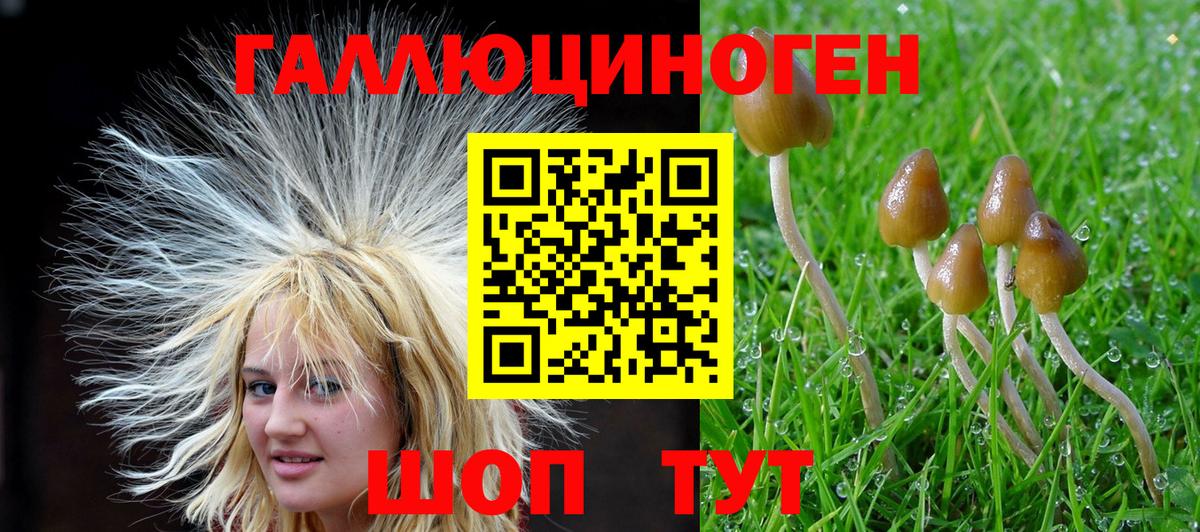Галлюциногенные грибы Psilocybine cubensis Волжский